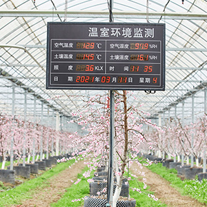 智能溫室大棚除了種蔬果還能種什么？
