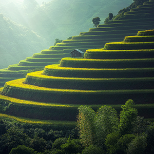 恒歌農(nóng)業(yè)溫濕度物聯(lián)網(wǎng)監(jiān)控系統(tǒng)，讓你真正的“種菜自由”！